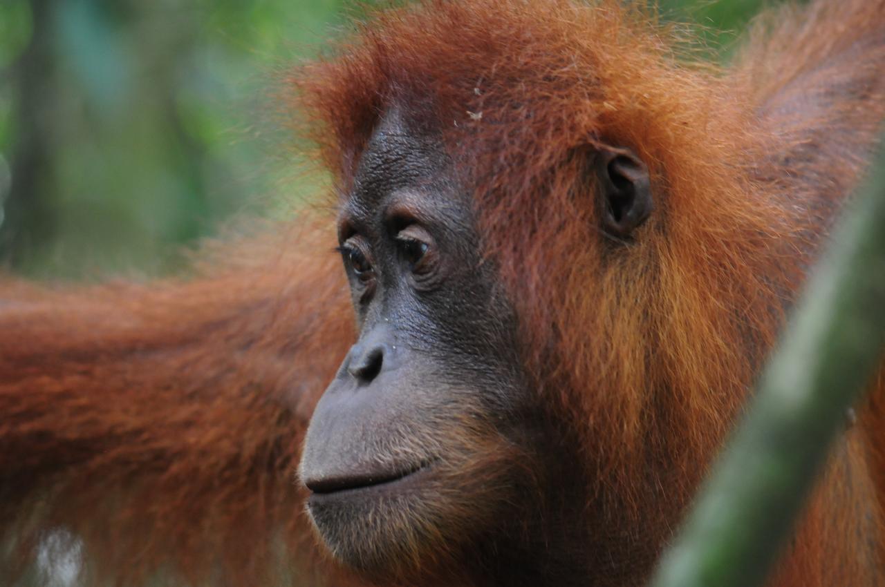Ecotravel Cottages Bukit Lawang Extérieur photo