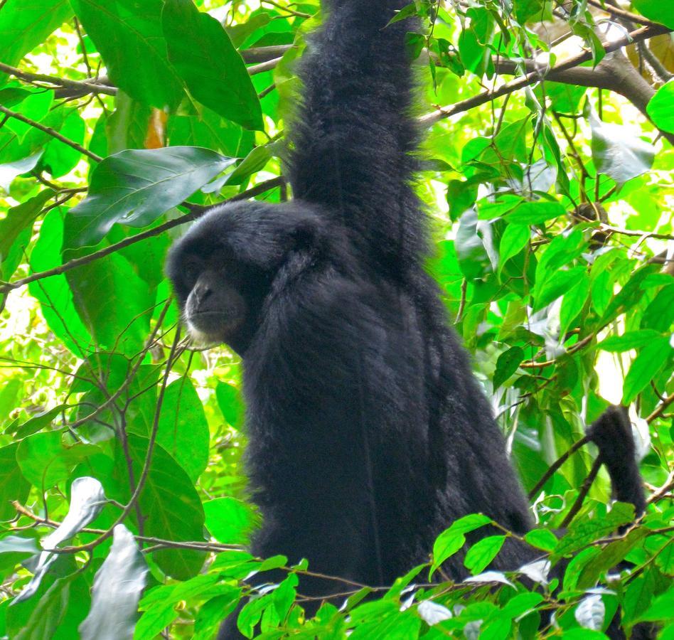 Ecotravel Cottages Bukit Lawang Extérieur photo