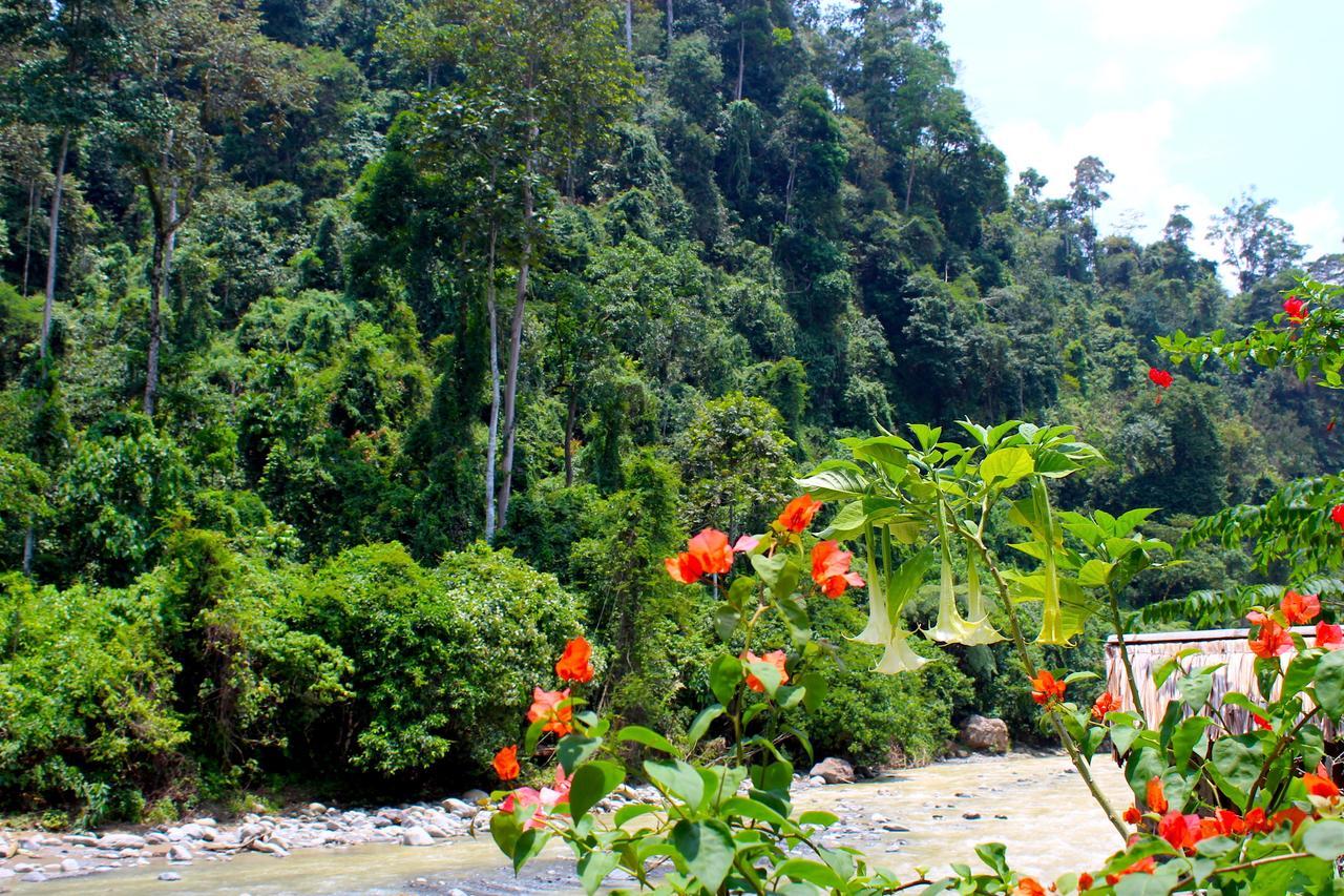 Ecotravel Cottages Bukit Lawang Extérieur photo